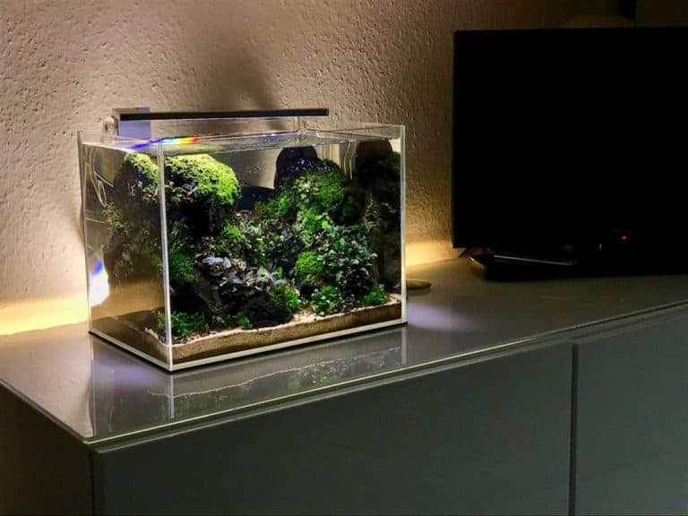 Best Nano Aquariums Top 10 Pros Cons 2020 Fishkeeping Forever