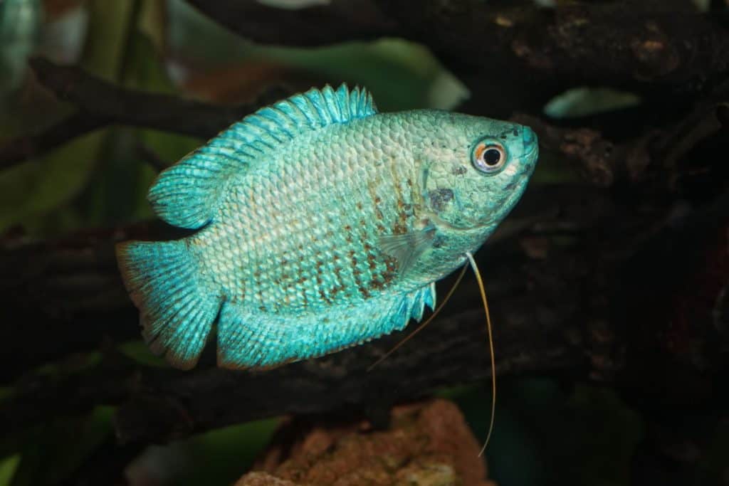 DWARF GOURAMI image