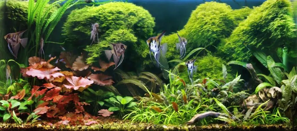 tropical fish tank