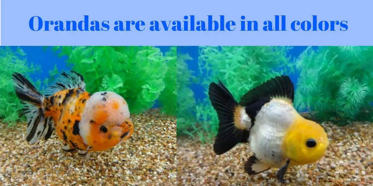 varieties of oranda image-fish keeping forever