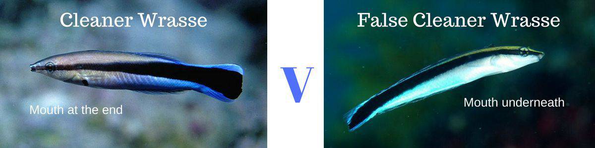 Cleaner wrasse v false wrasse