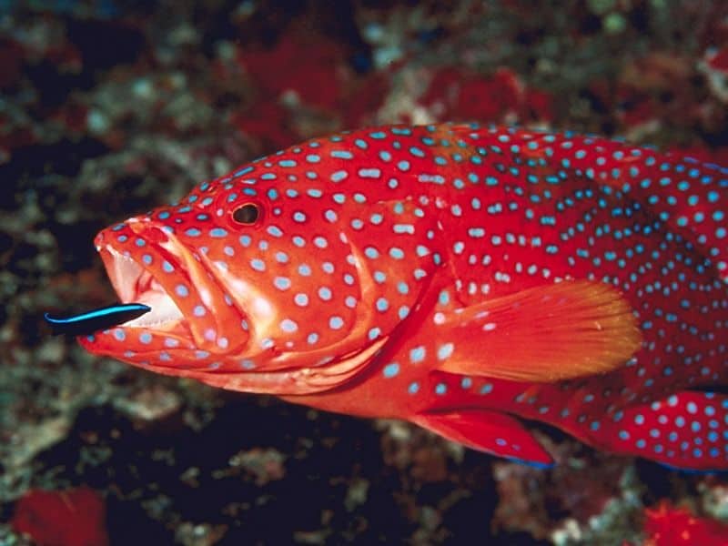 bluestreak cleaner wrasse