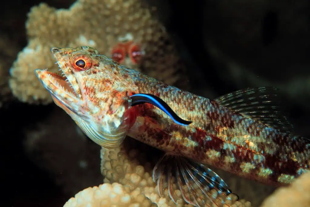 cleaner wrasse