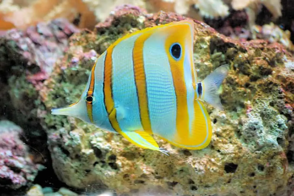 copperband butterflyfish-fishkeepingforever