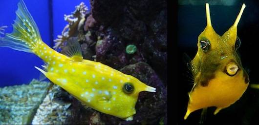 longhorn cowfish ultimate guide