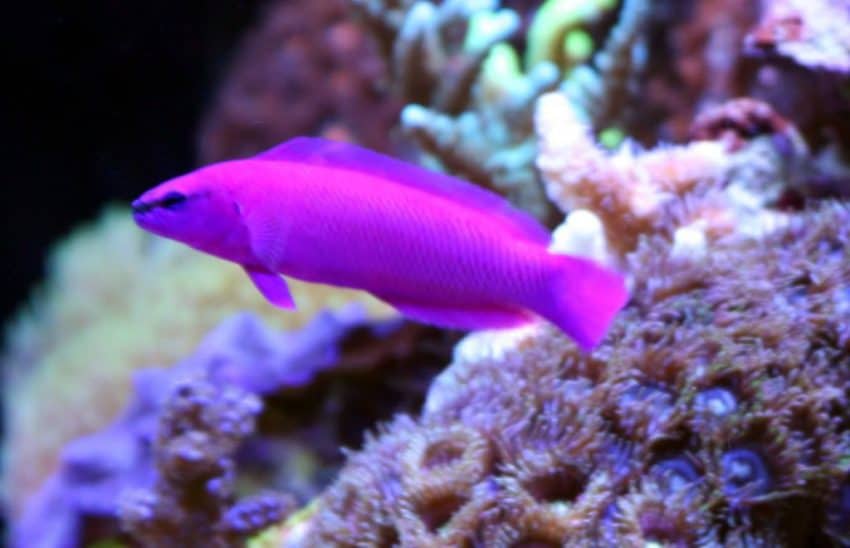 orchid dottyback