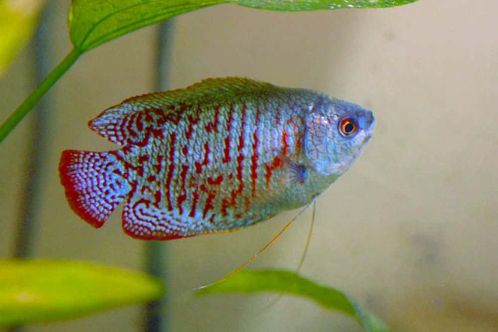 dwarf gourami freshwater fish