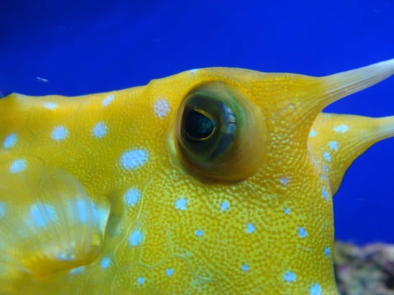 Longhorn Cowfish (Lactoria cornuta) Ultimate care guide! – Fishkeeping ...