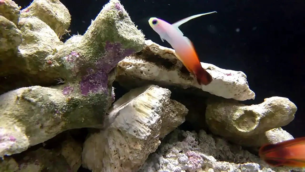 Firefish goby care guide