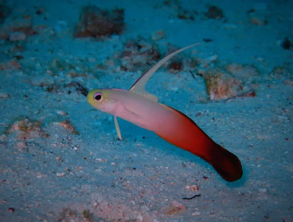 Firefish goby