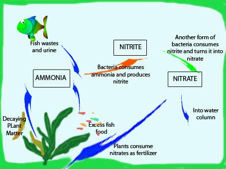 The nitrate cycle in a fish tank