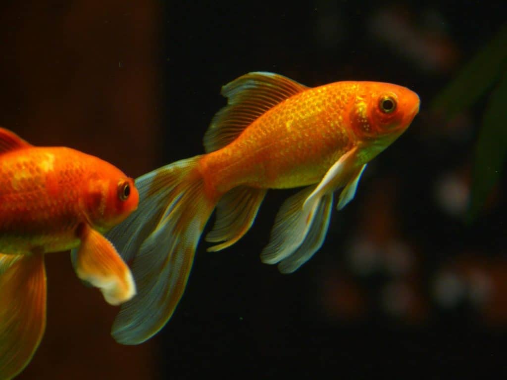 goldfish image