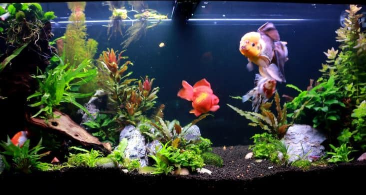 starting a goldfish aquarium