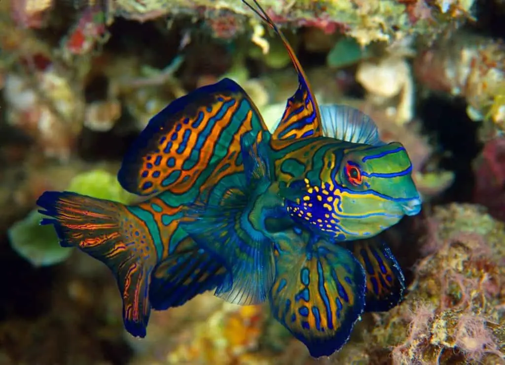 Green Mandarin Dragonet