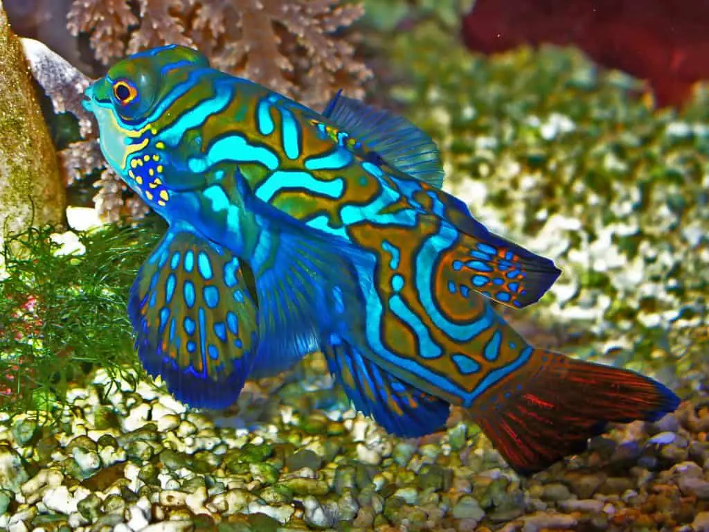 green mandarin dragonet