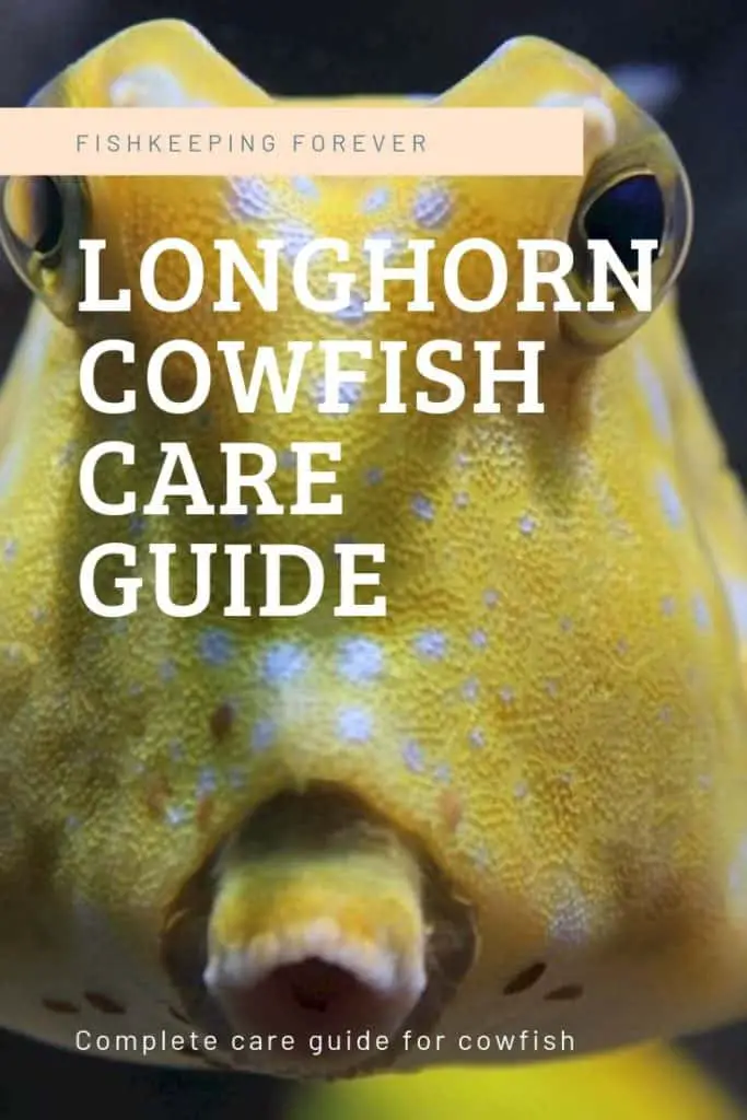longhorn cowfish