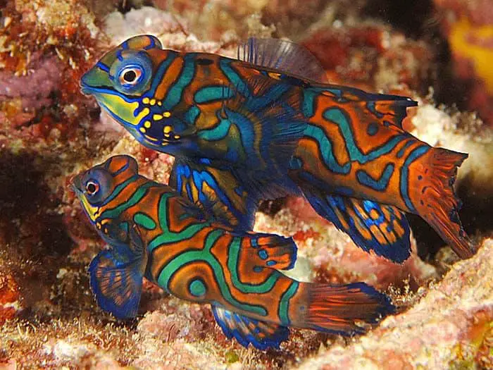 A pair of green mandarin dragonets