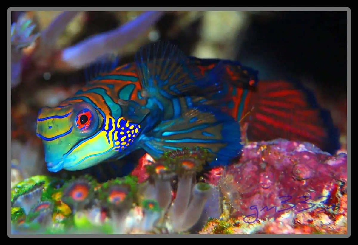 Green Mandarin Dragonet: Diet | Breeding | Size | Cost |Guide ...