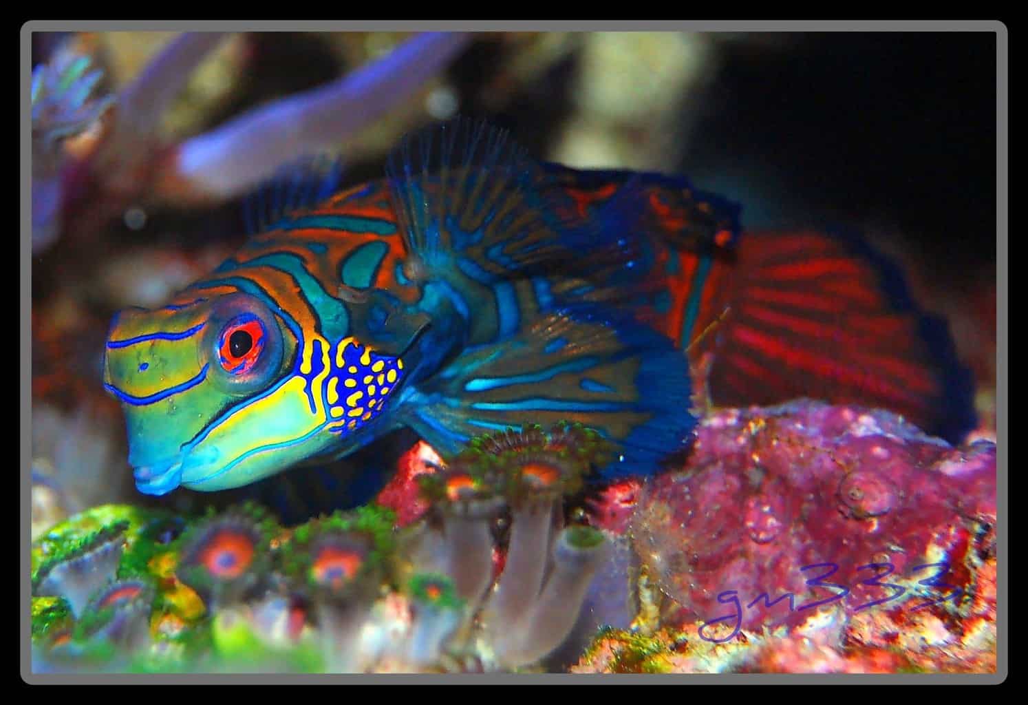 mandarin dragonet