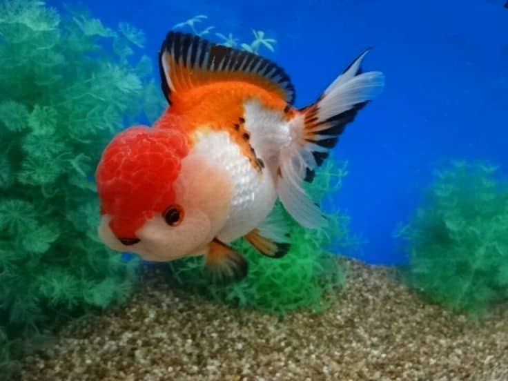 oranda goldfish food