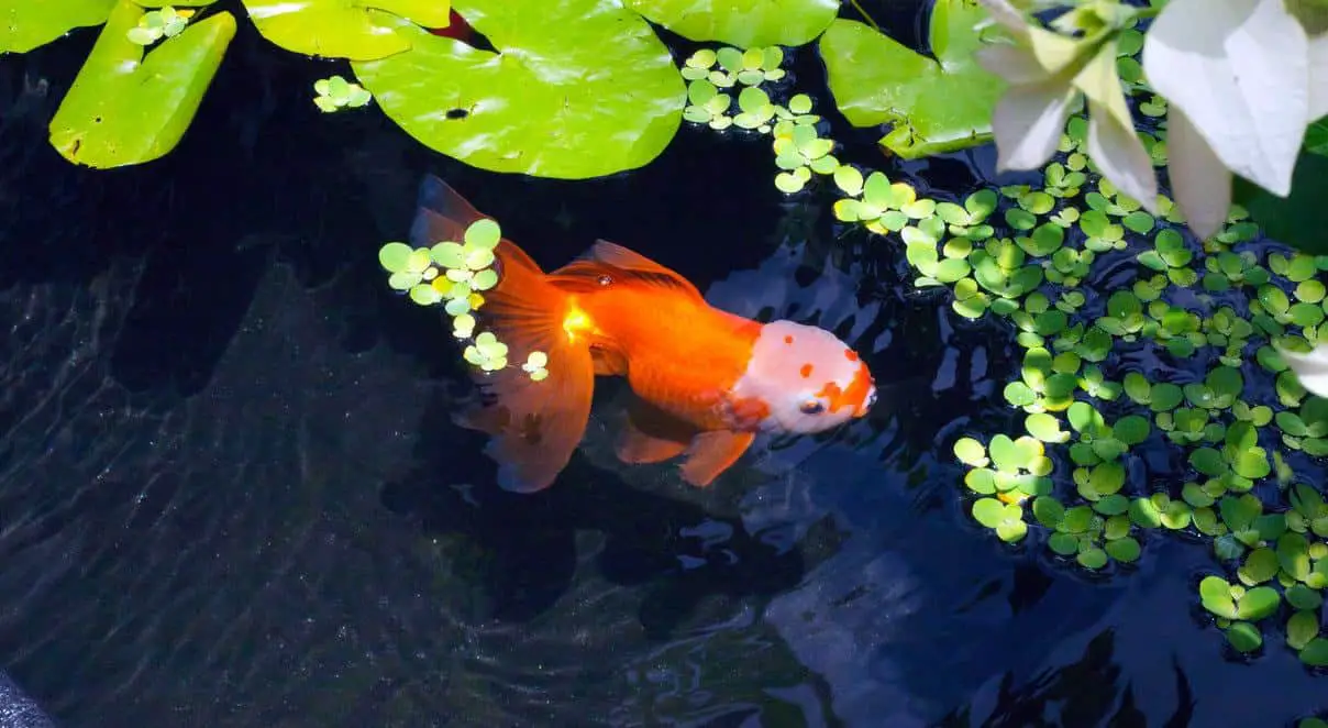 oranda in pond