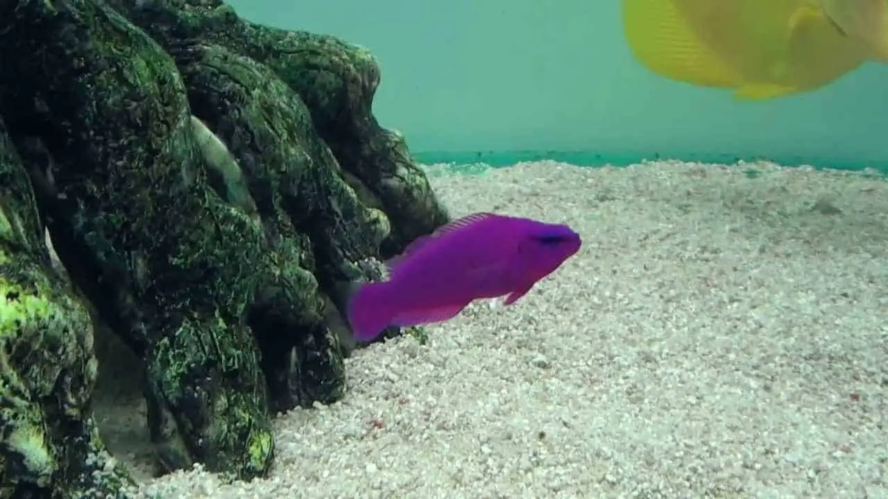orchid dottyback
