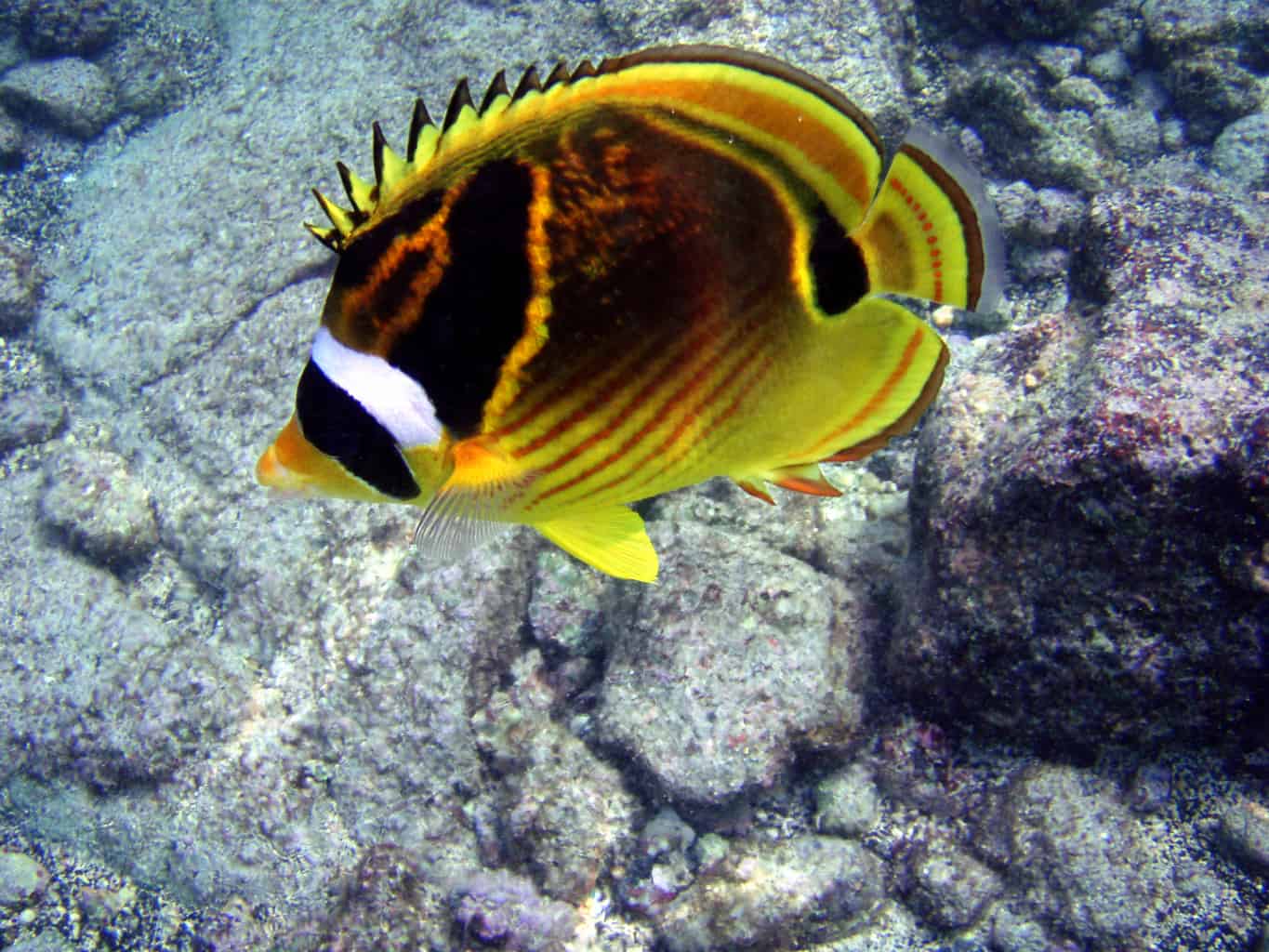 Raccoon Butterflyfish