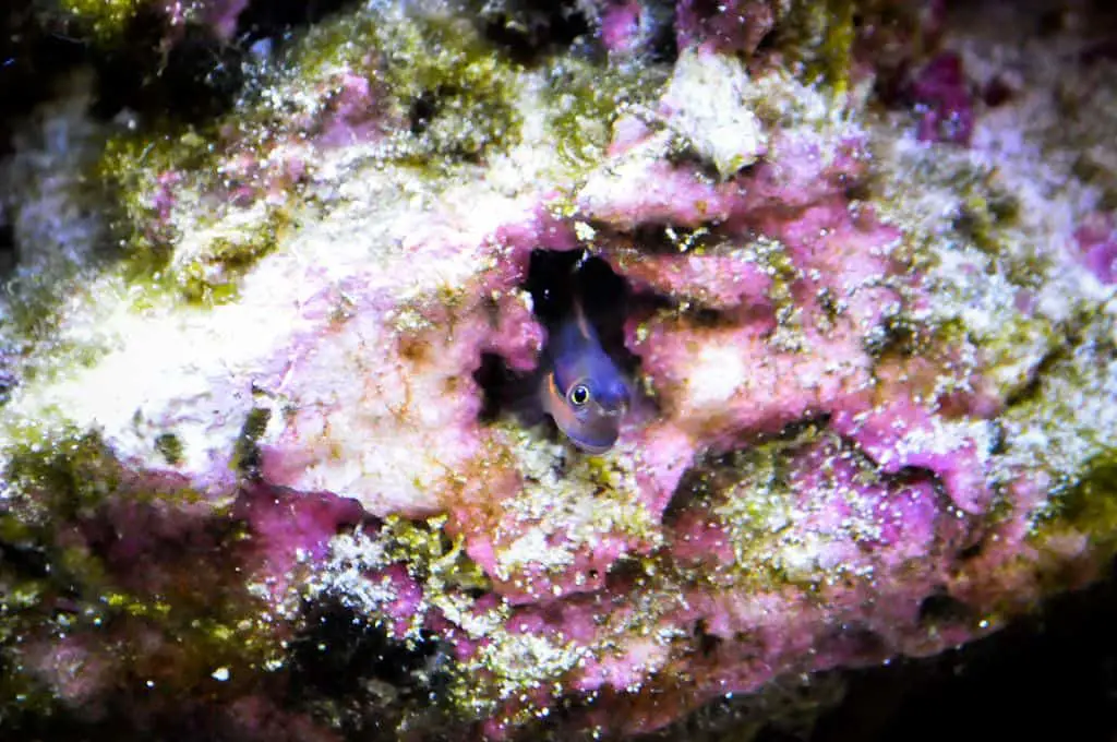 tailspot blenny care guide