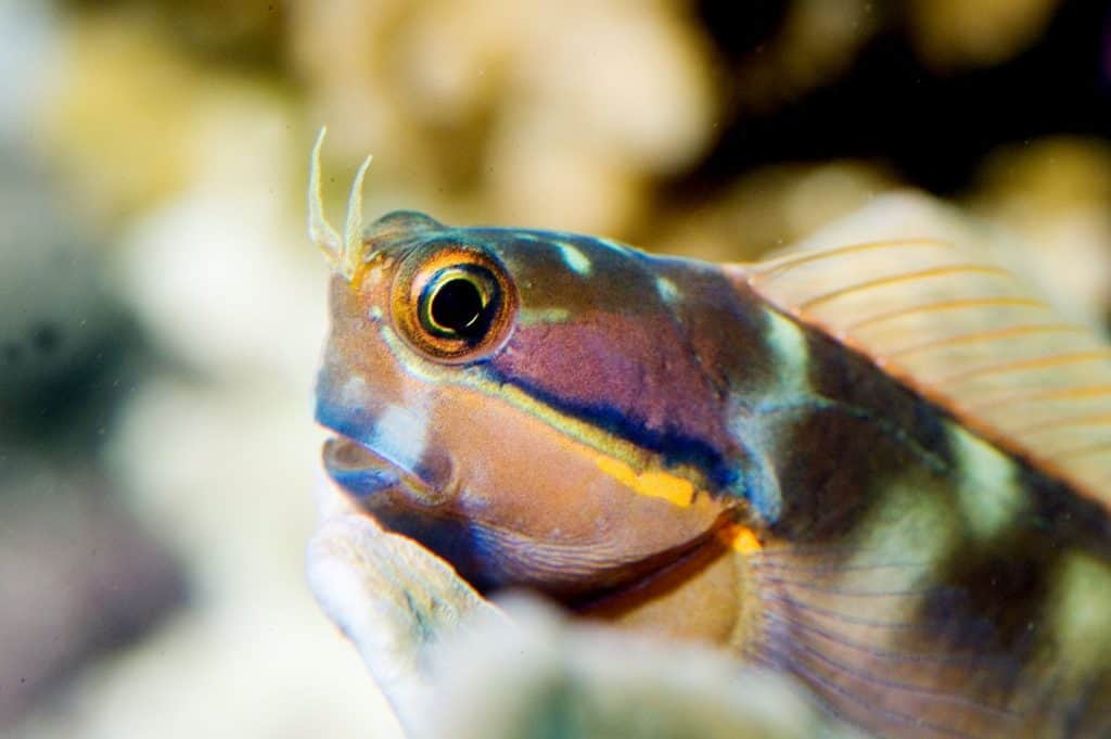 tailspot blenny 