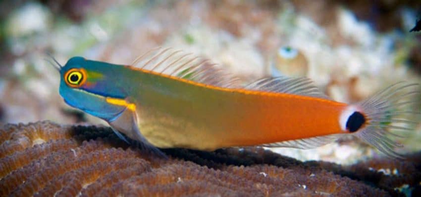 tailspot blenny