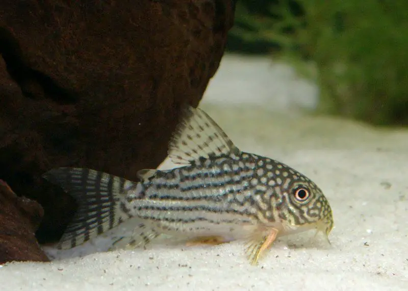 corydoras sterbai