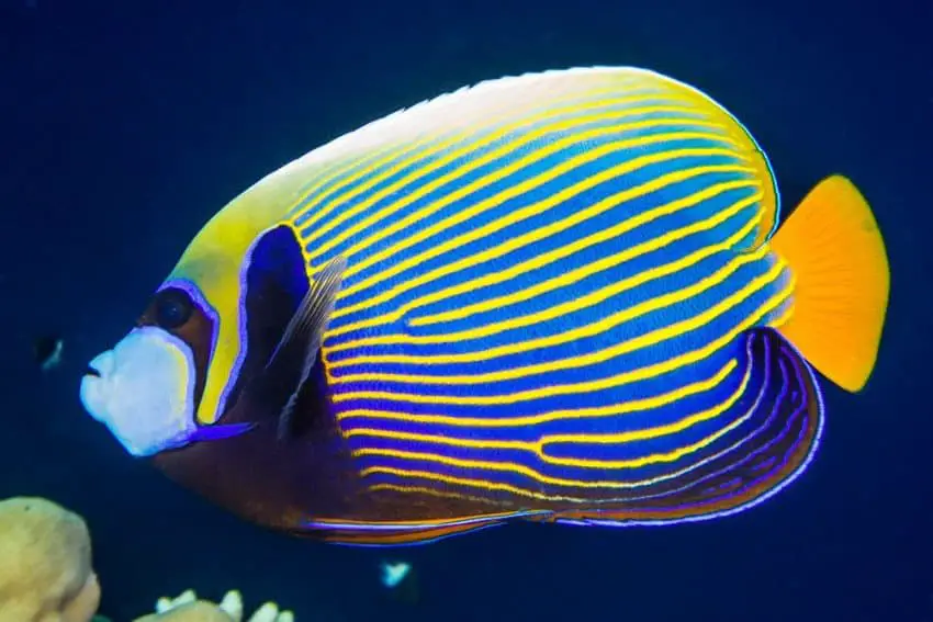 adult emperor angelfish