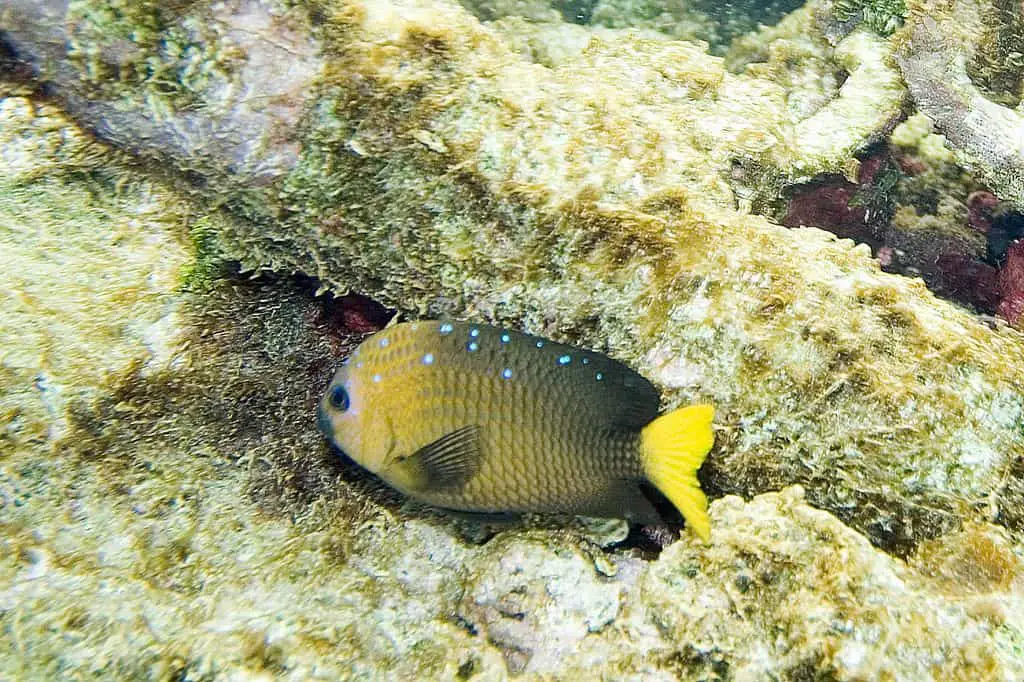 fishkeeping forever-jewel damselfish