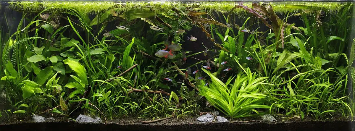 Aqua scape tank