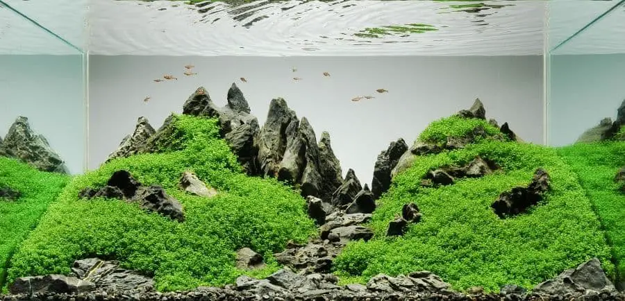 aquascaping