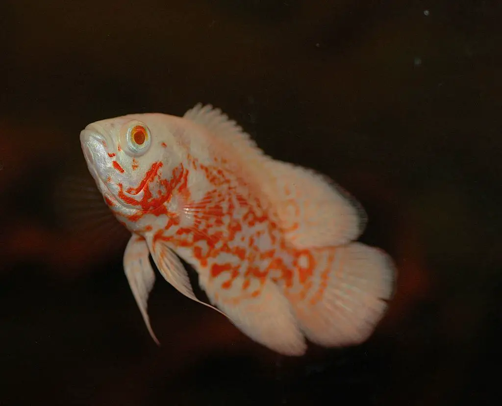 baby Albino oscar fish