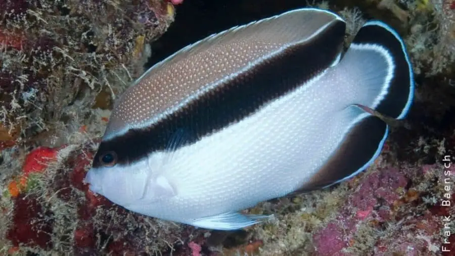 black bandit angelfish