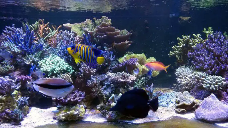 reef tank