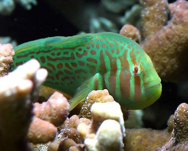 Clown Goby