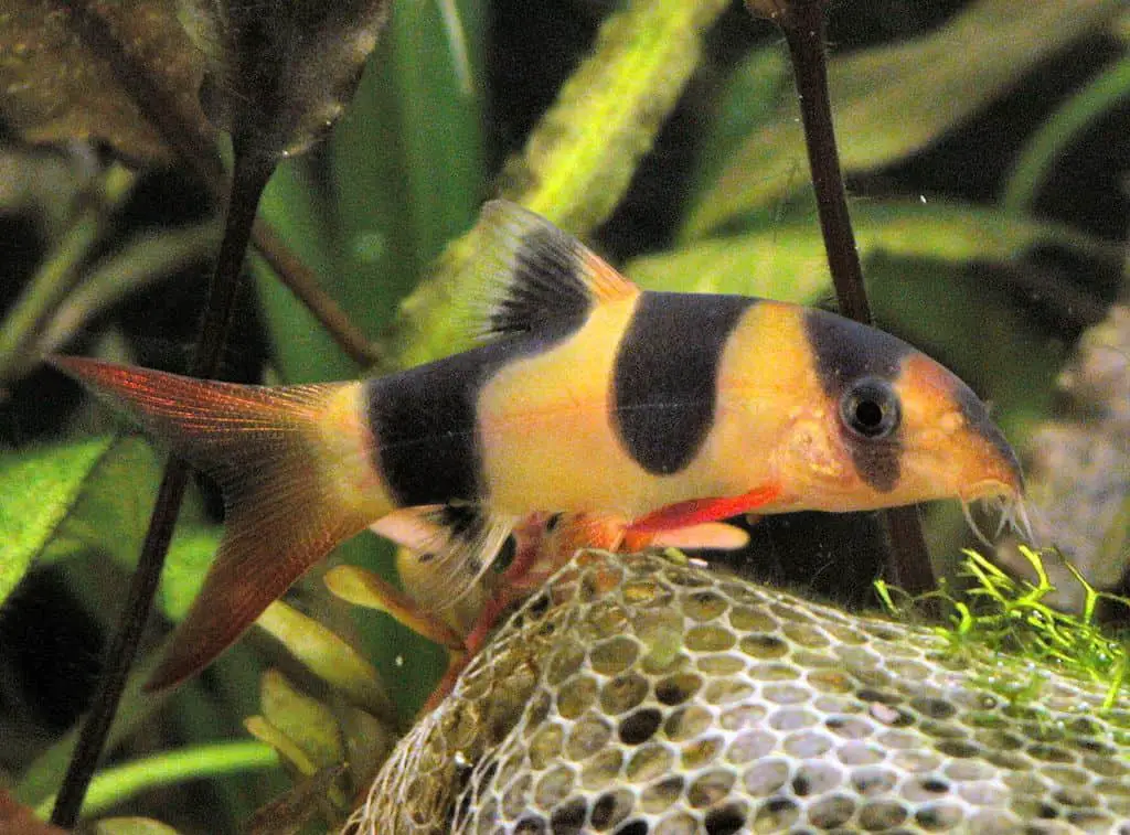 clown loach