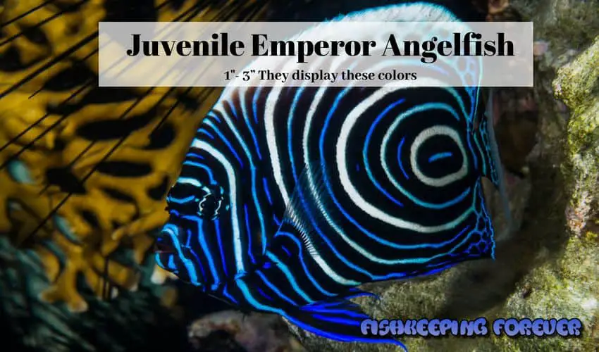 emperor angelfish juvenile