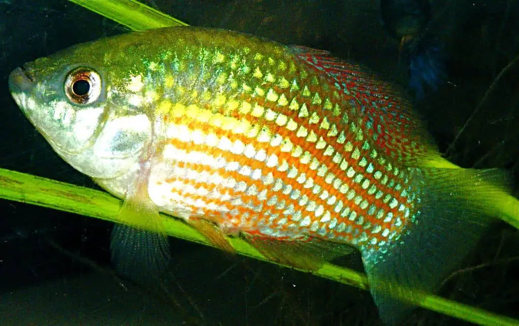 American flagfish