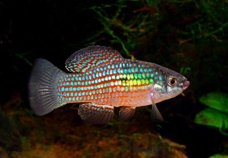 American Flagfish (Jordanella floridae) Complete Care Guide