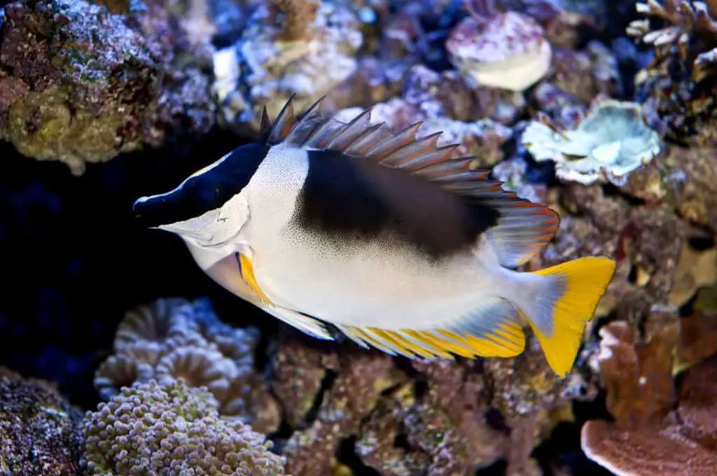 Magnificent Foxface rabbit fish