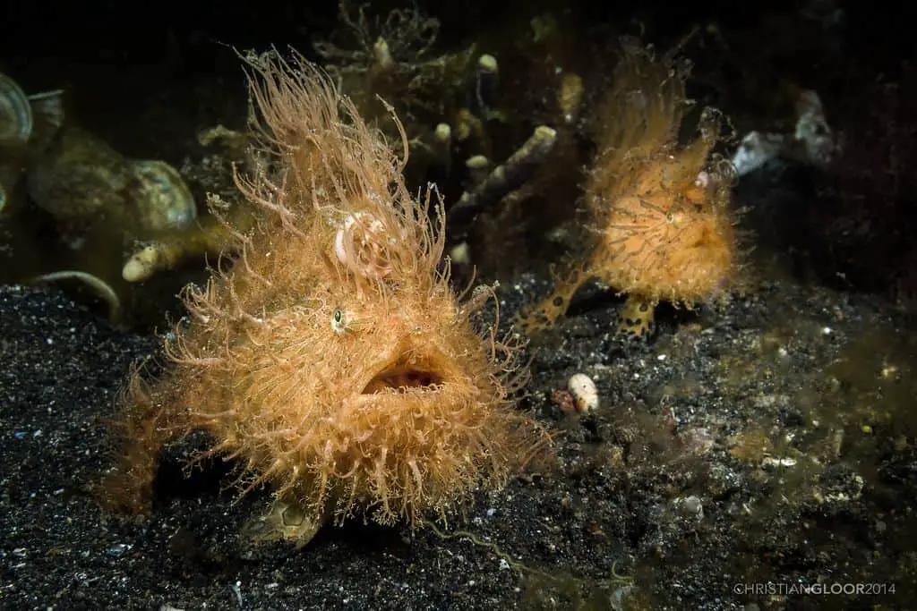 warty frogfish