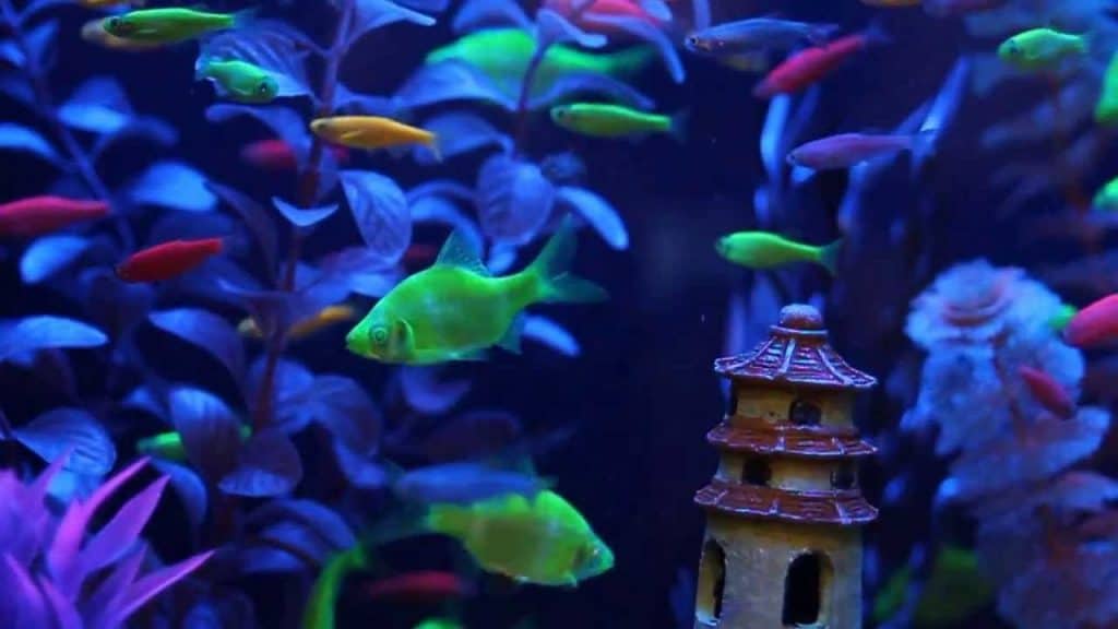 How are GloFish made?