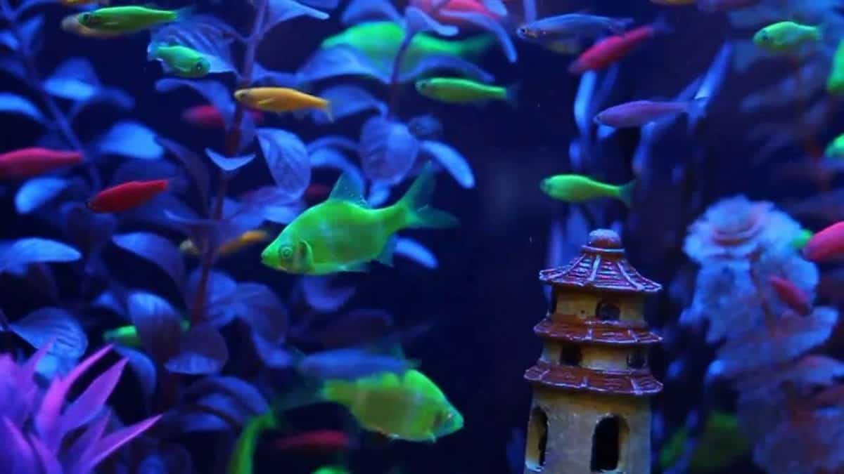 how-are-glofish-made-facts-f-a-q-fishkeeping-forever