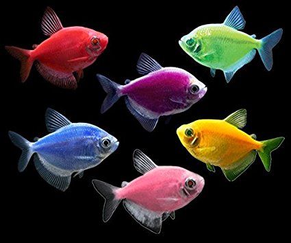 Glofish