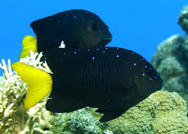 fishkeeping forever-jewel damselfish