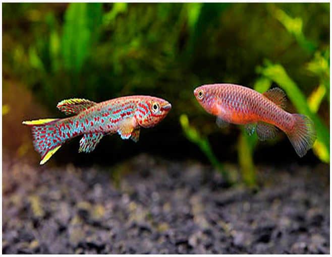 killifish image